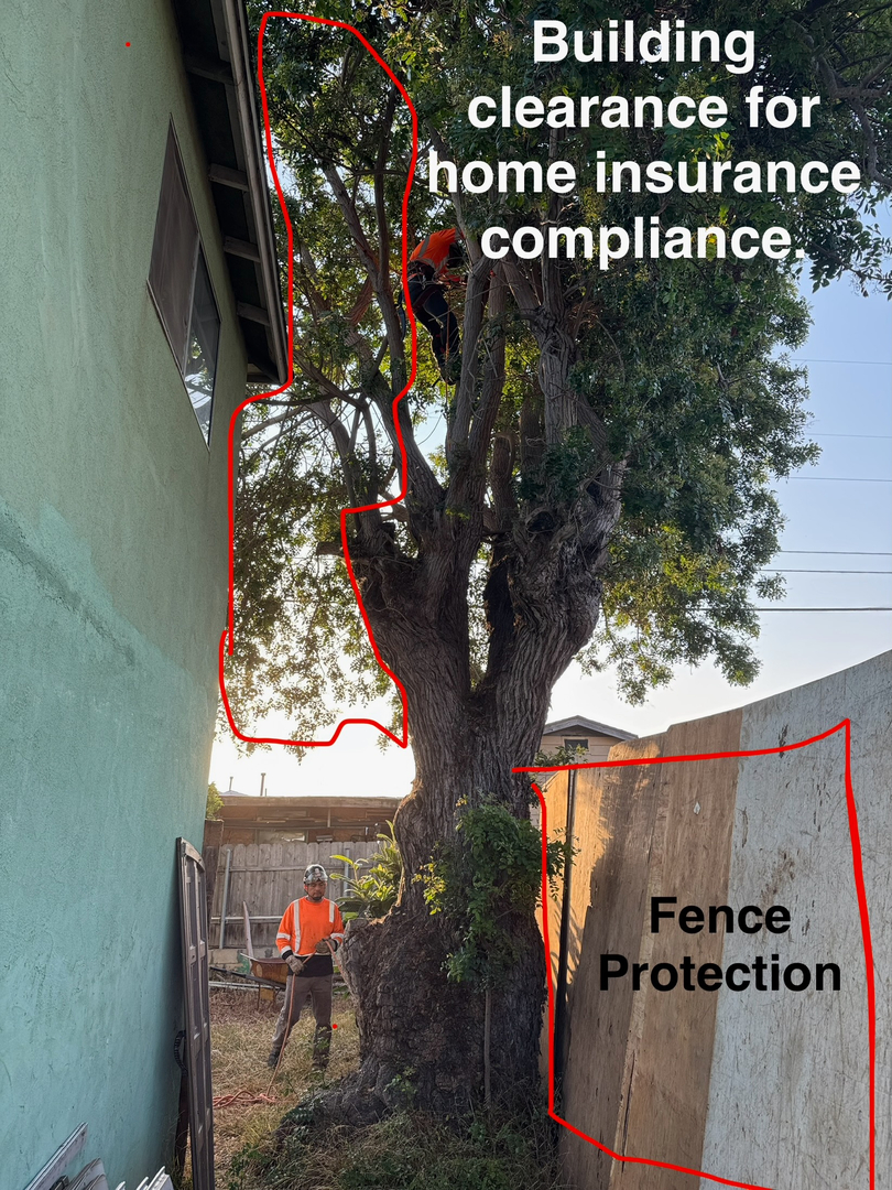 Higuera Tree Care - Chula Vista, CA