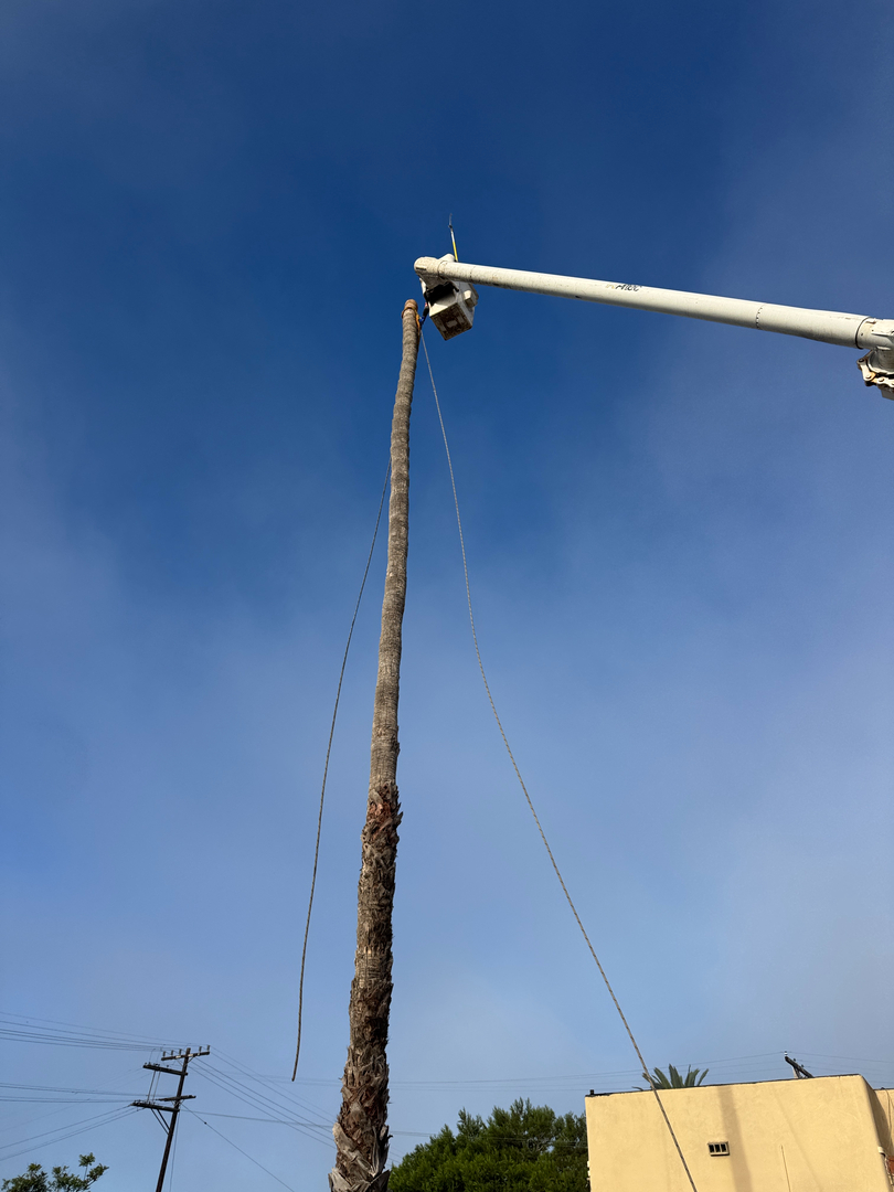 Higuera Tree Care Image