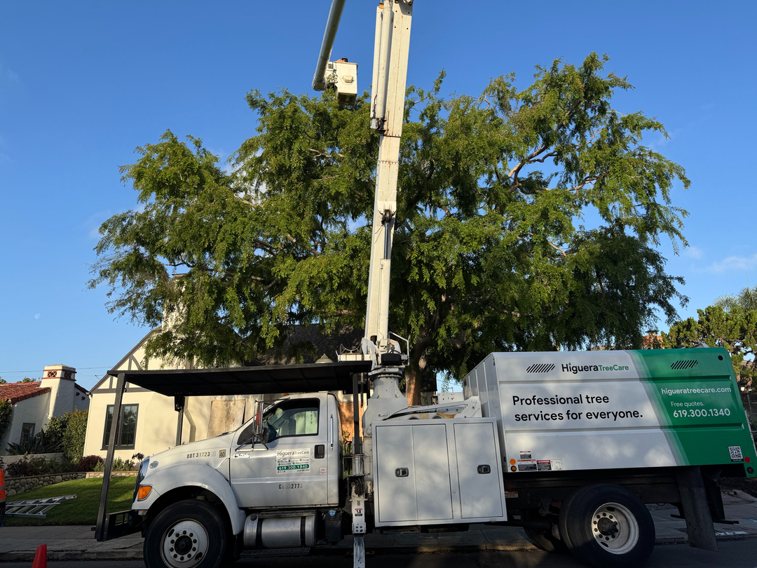 Higuera Tree Care Image