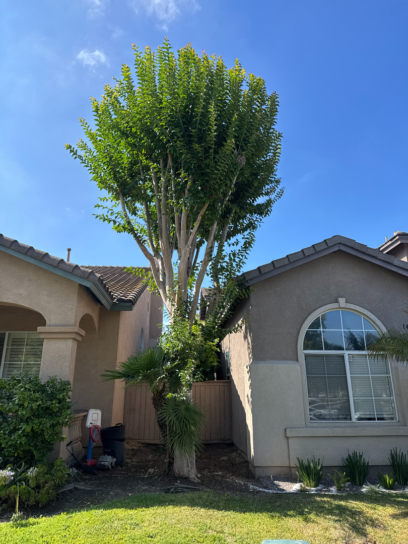 Higuera Tree Care Image