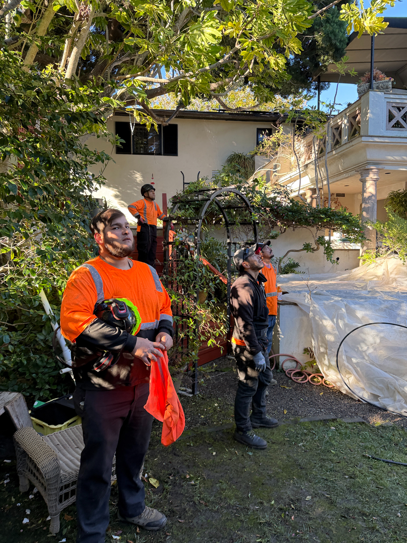 Higuera Tree Care - Chula Vista, CA