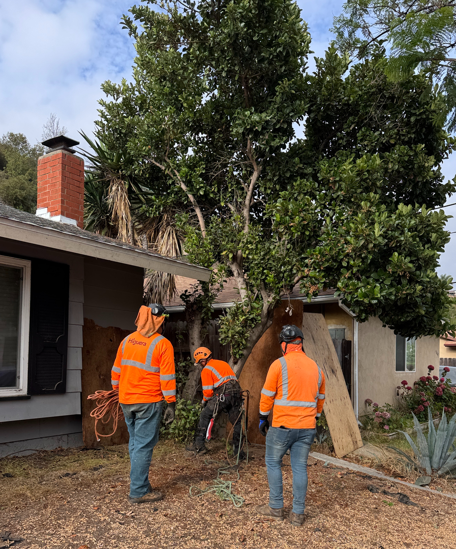 Higuera Tree Care - Chula Vista, CA