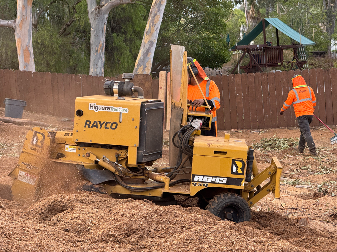 Higuera Tree Care Image