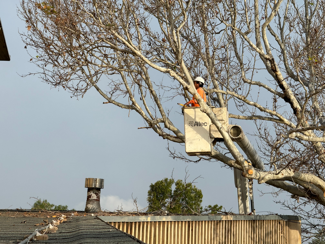 Higuera Tree Care - Chula Vista, CA