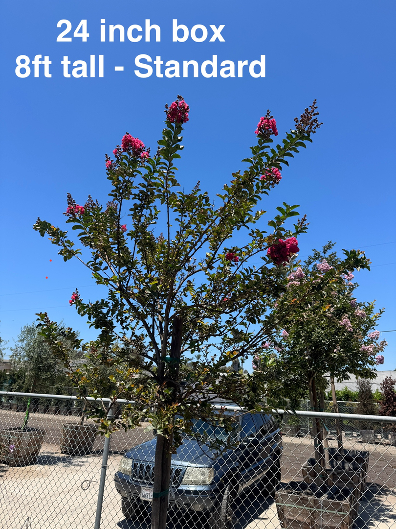 Higuera Tree Care - Chula Vista, CA