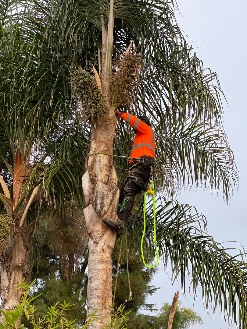 Higuera Tree Care - Chula Vista, CA