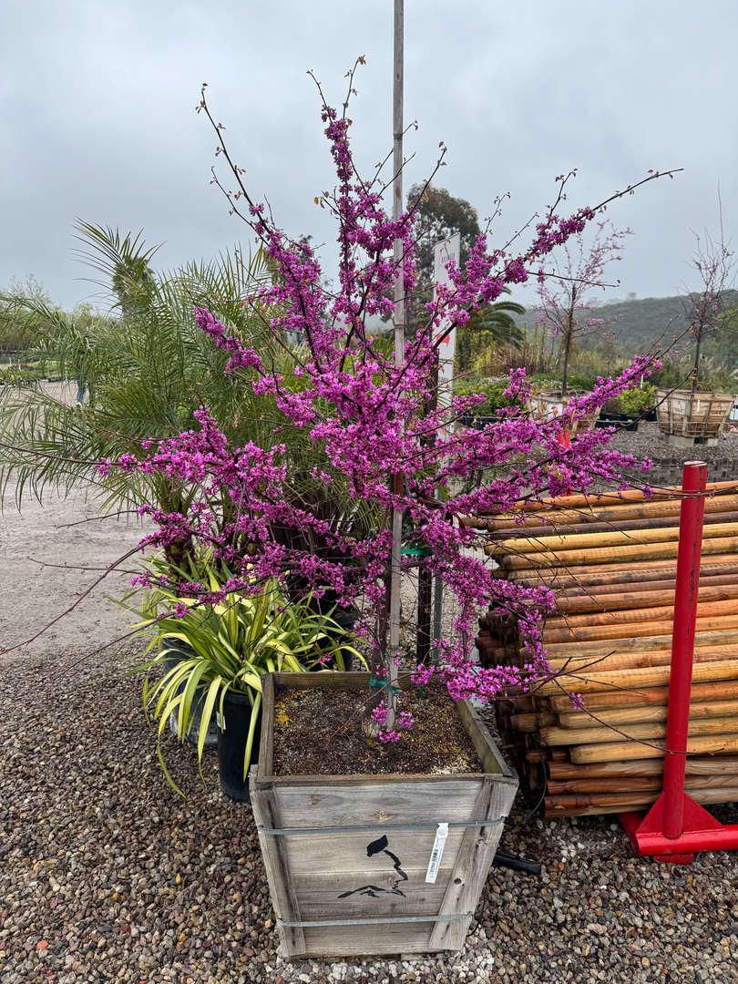 Higuera Tree Care - Chula Vista, CA