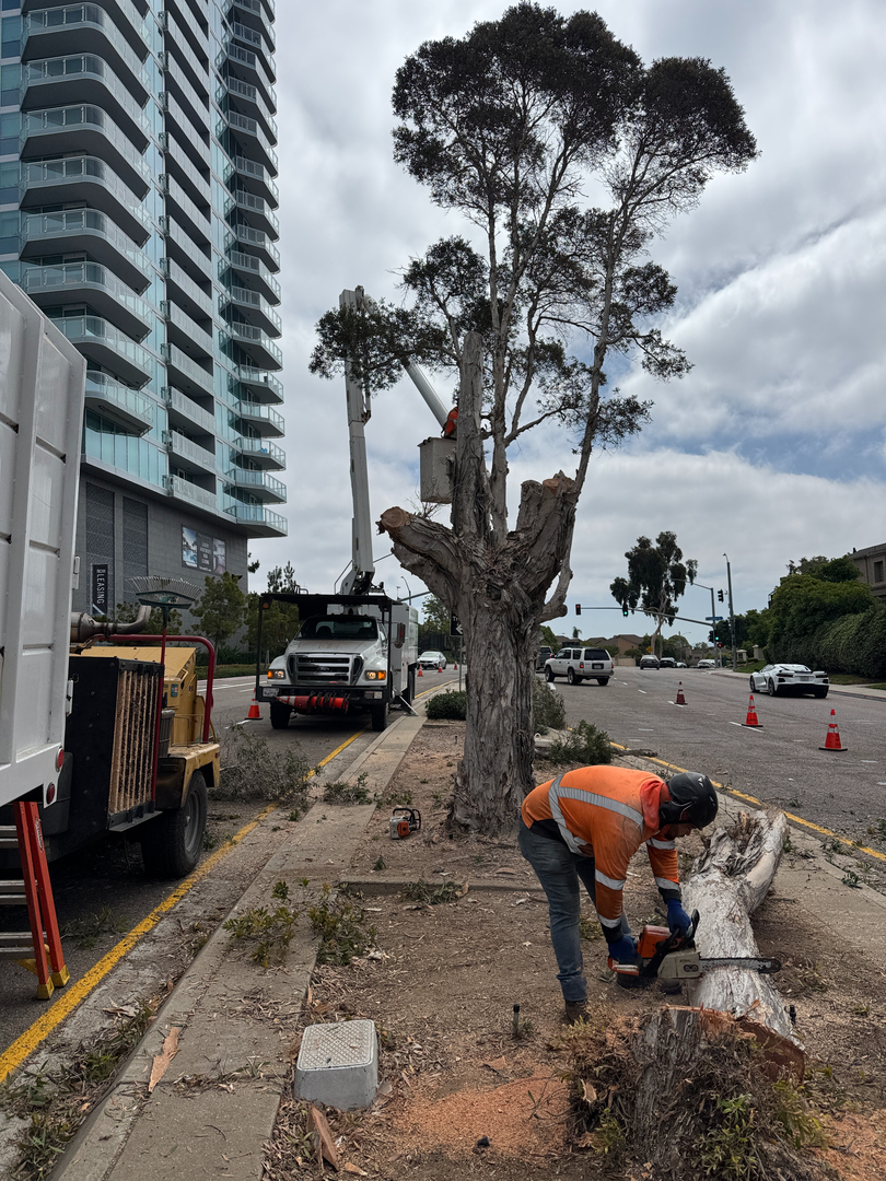 Higuera Tree Care - Chula Vista, CA