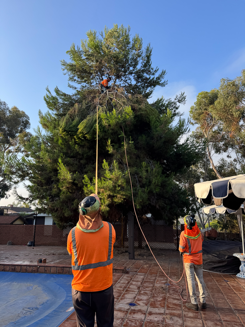 Higuera Tree Care Image