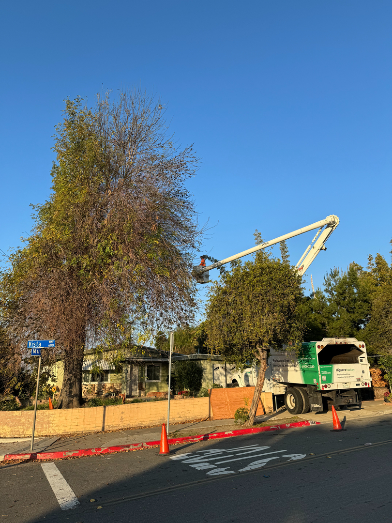 Higuera Tree Care Image