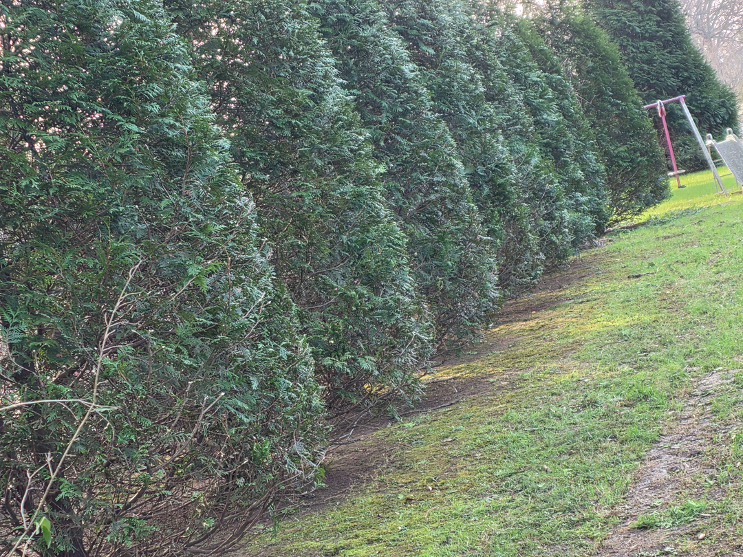 Lawn &amp; Leaf Solutions Logo