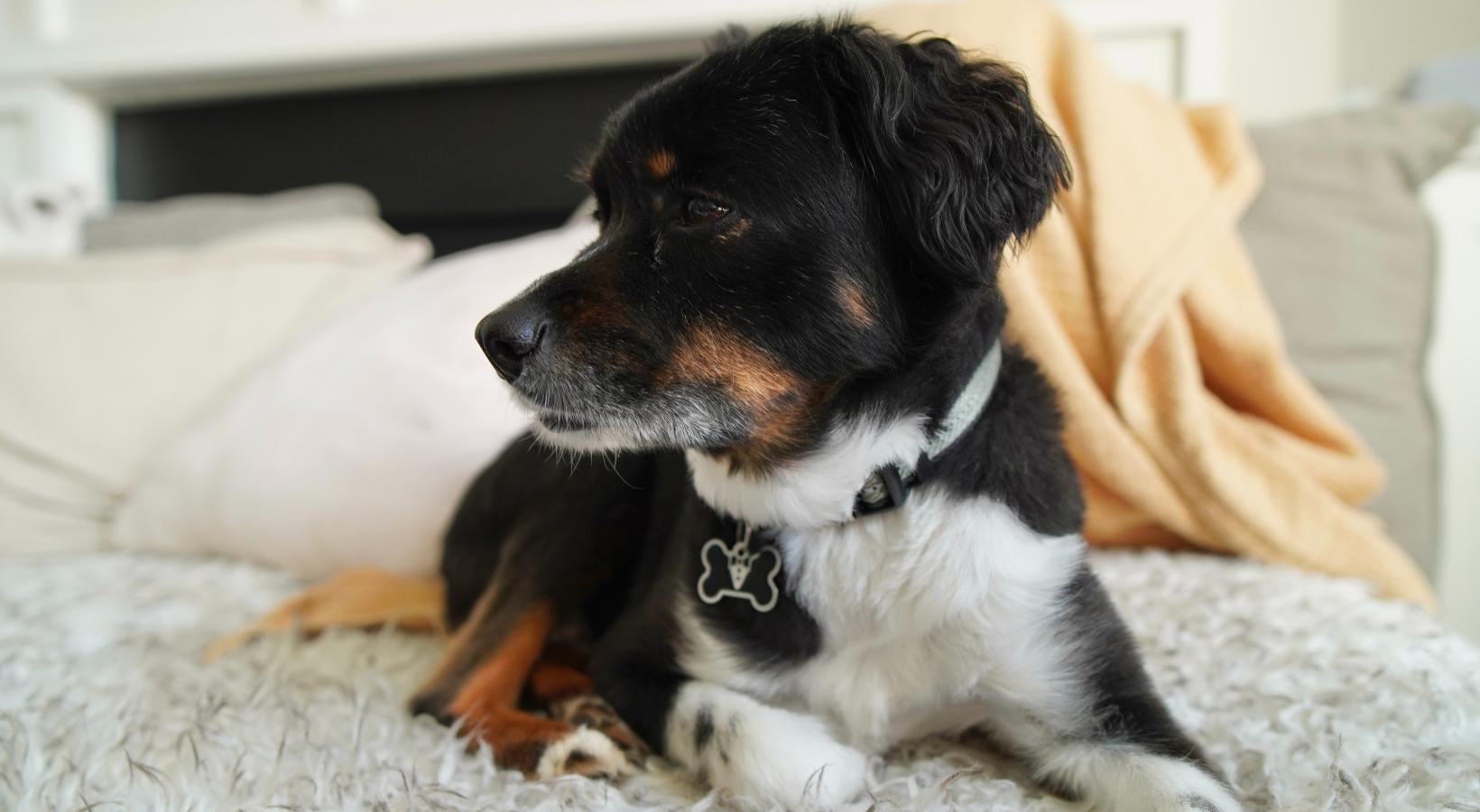 Camber Ranch Apartments - Manor, TX