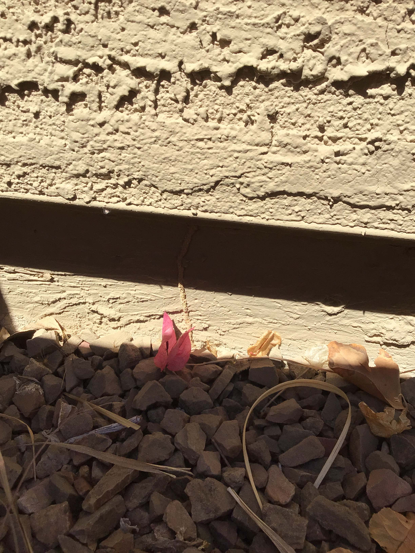 Fast Service Exterminating, Inc. - Waddell, AZ