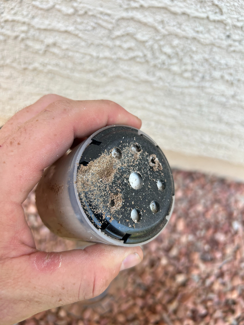 Fast Service Exterminating, Inc. - Waddell, AZ