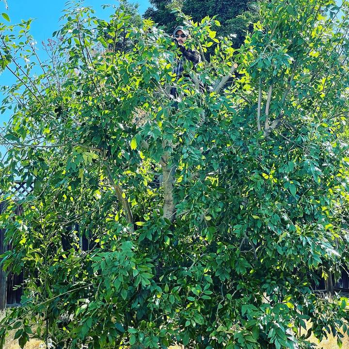 Stewart's Tree Service Inc - Antioch, CA
