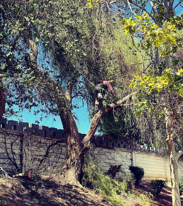 Stewart's Tree Service Inc - Antioch, CA