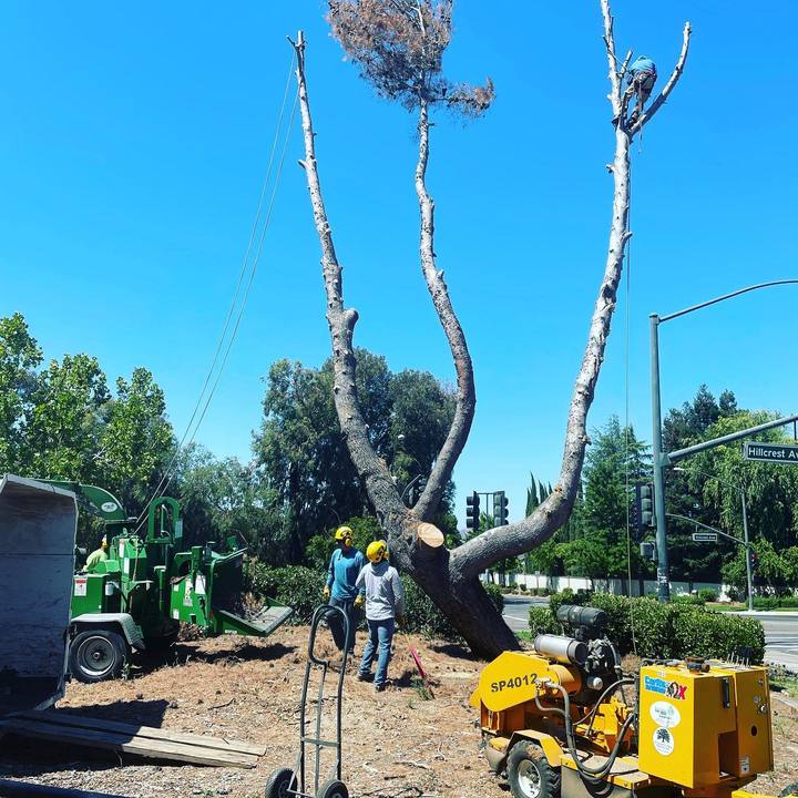 Stewart's Tree Service Inc - Antioch, CA
