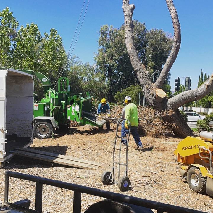 Stewart's Tree Service Inc - Antioch, CA