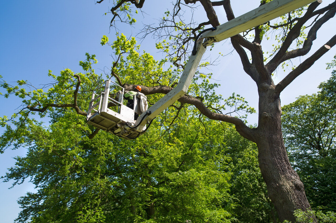 Miller Tree Service, Inc. - Shreveport, LA