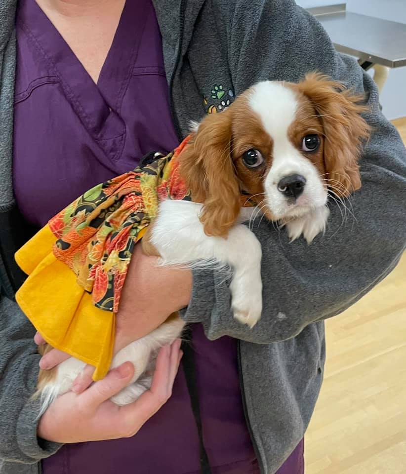 Bardens Animal Clinic - Lowell, IN