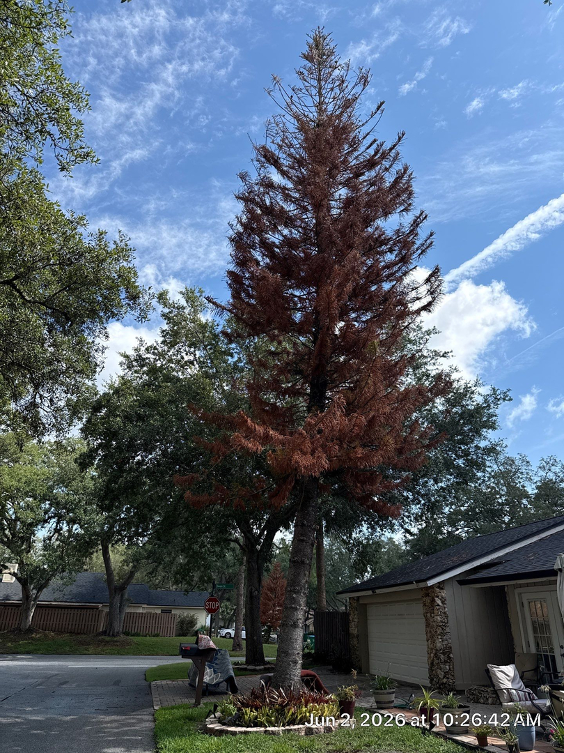 Kevin's Tree Service - Oviedo, FL