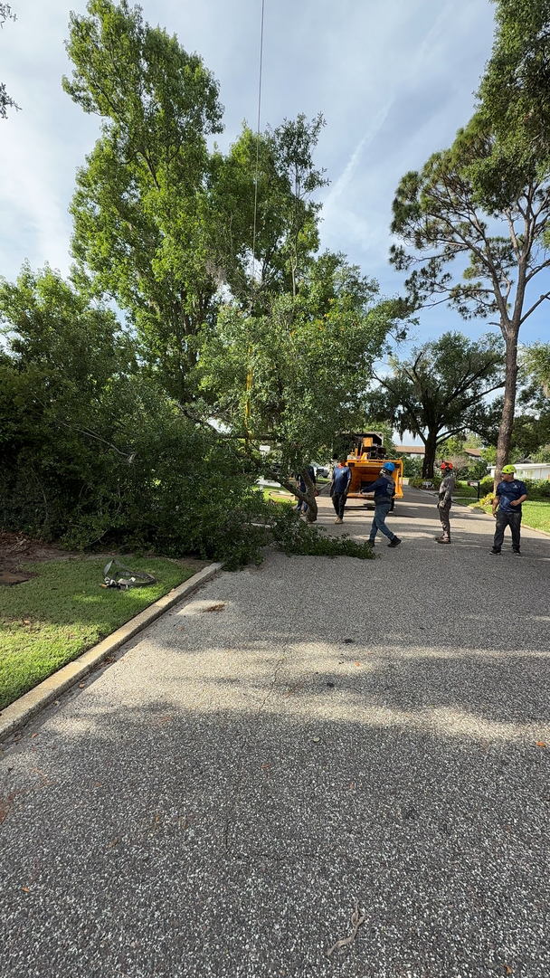 Kevin's Tree Service - Oviedo, FL