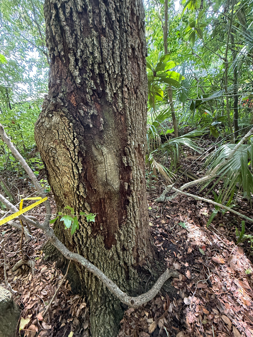 Kevin's Tree Service - Oviedo, FL