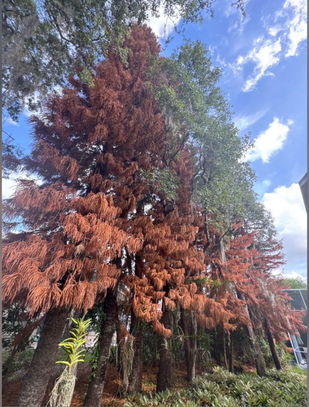 Kevin's Tree Service - Oviedo, FL