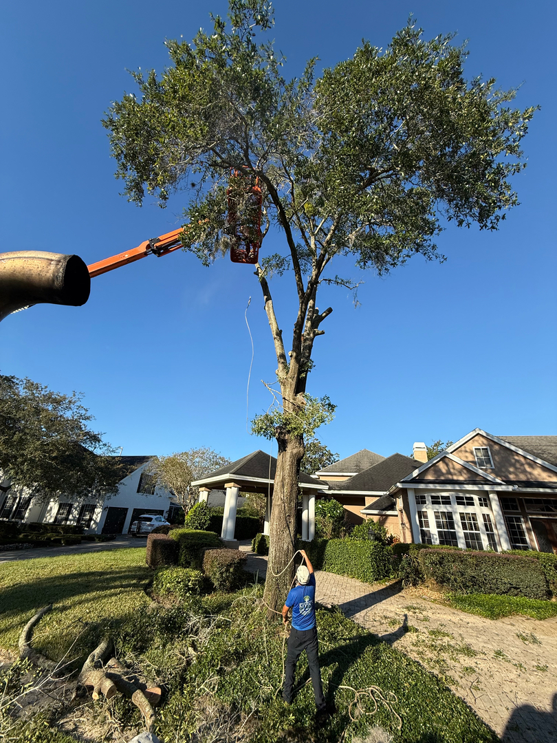 Kevin's Tree Service - Oviedo, FL