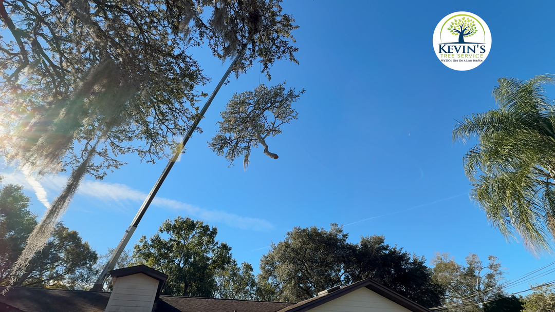 Kevin's Tree Service - Oviedo, FL