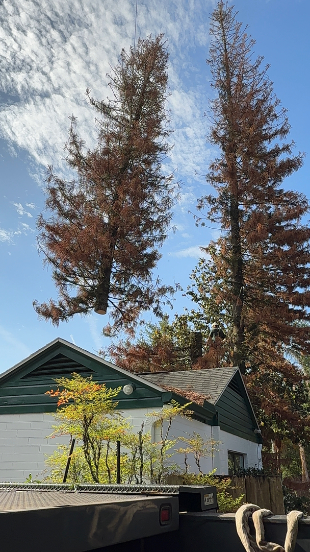 Kevin's Tree Service - Oviedo, FL