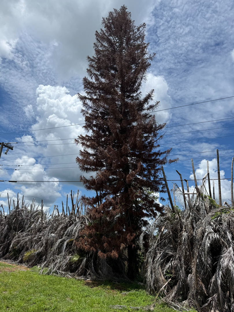 Kevin's Tree Service - Oviedo, FL