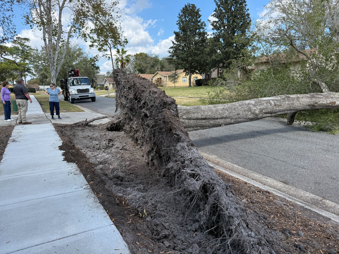Kevin's Tree Service - Oviedo, FL
