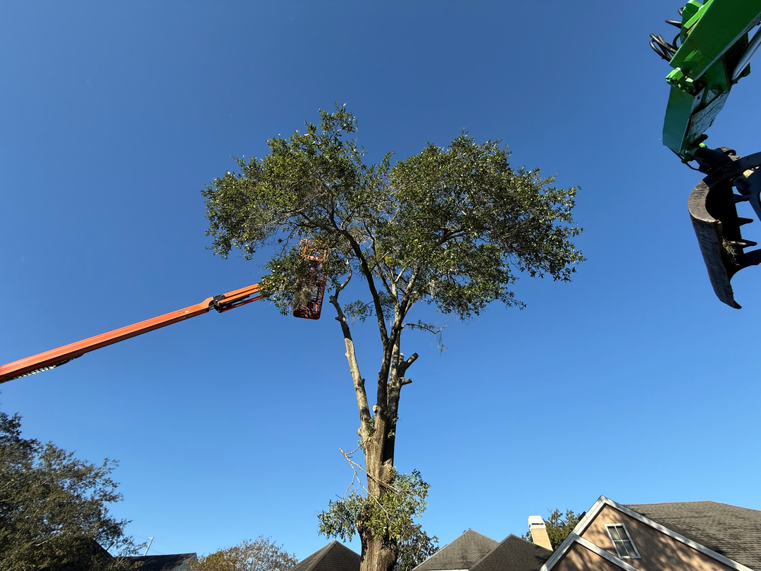 Kevin's Tree Service - Oviedo, FL