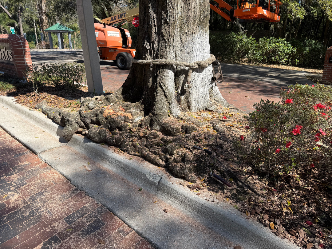 Kevin's Tree Service - Oviedo, FL