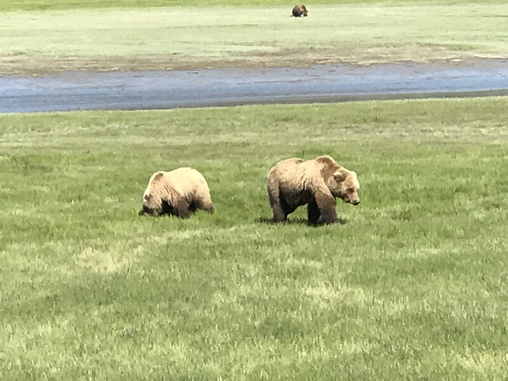 Alaska Bear Viewing Tours Image