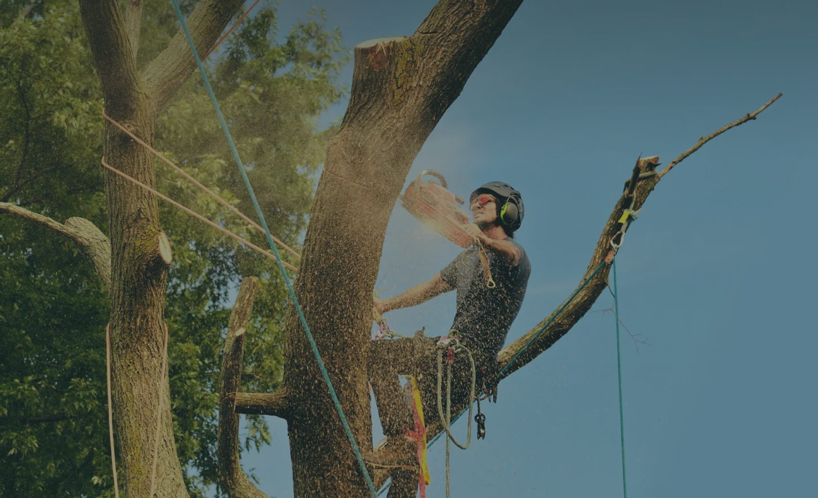 MM Bronx Tree Service Image