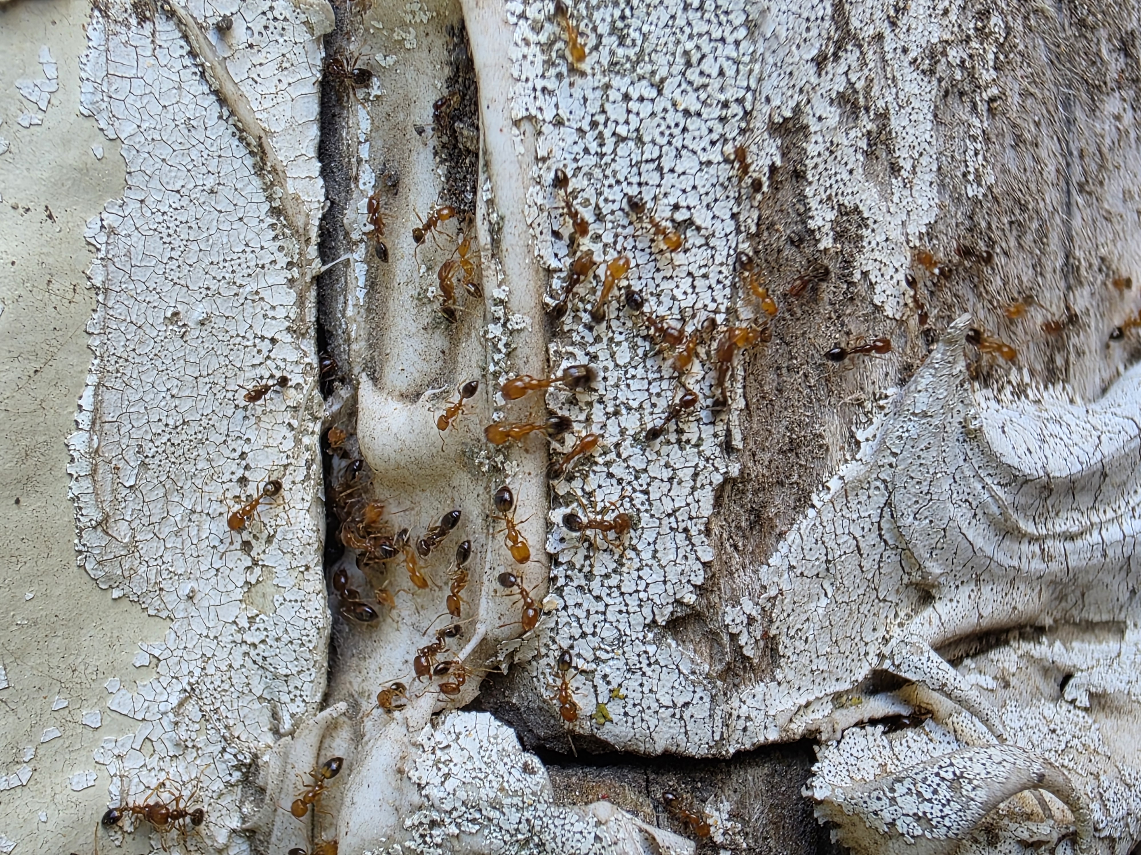 Pro Defense Pest Control Image