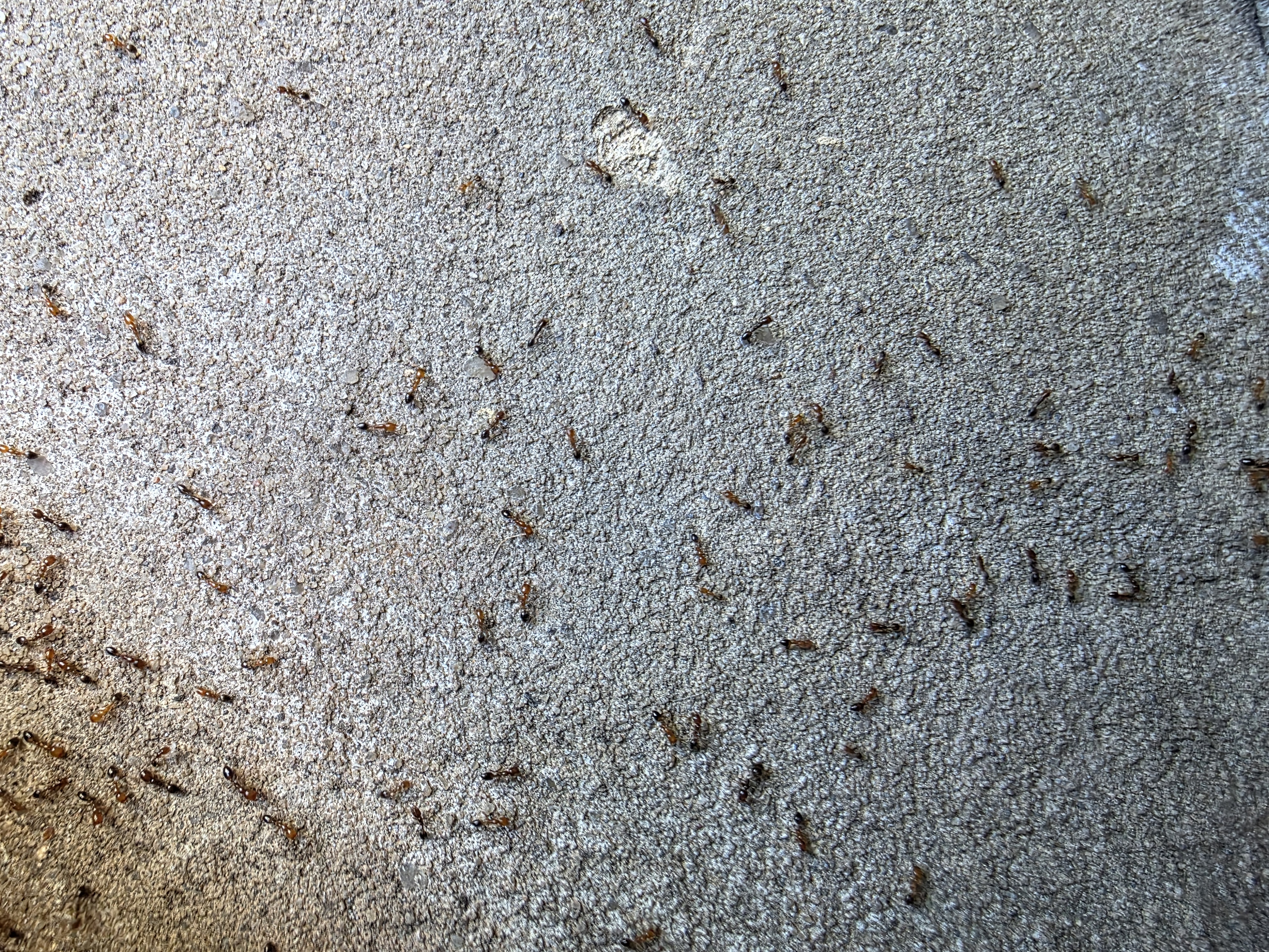 Pro Defense Pest Control Image