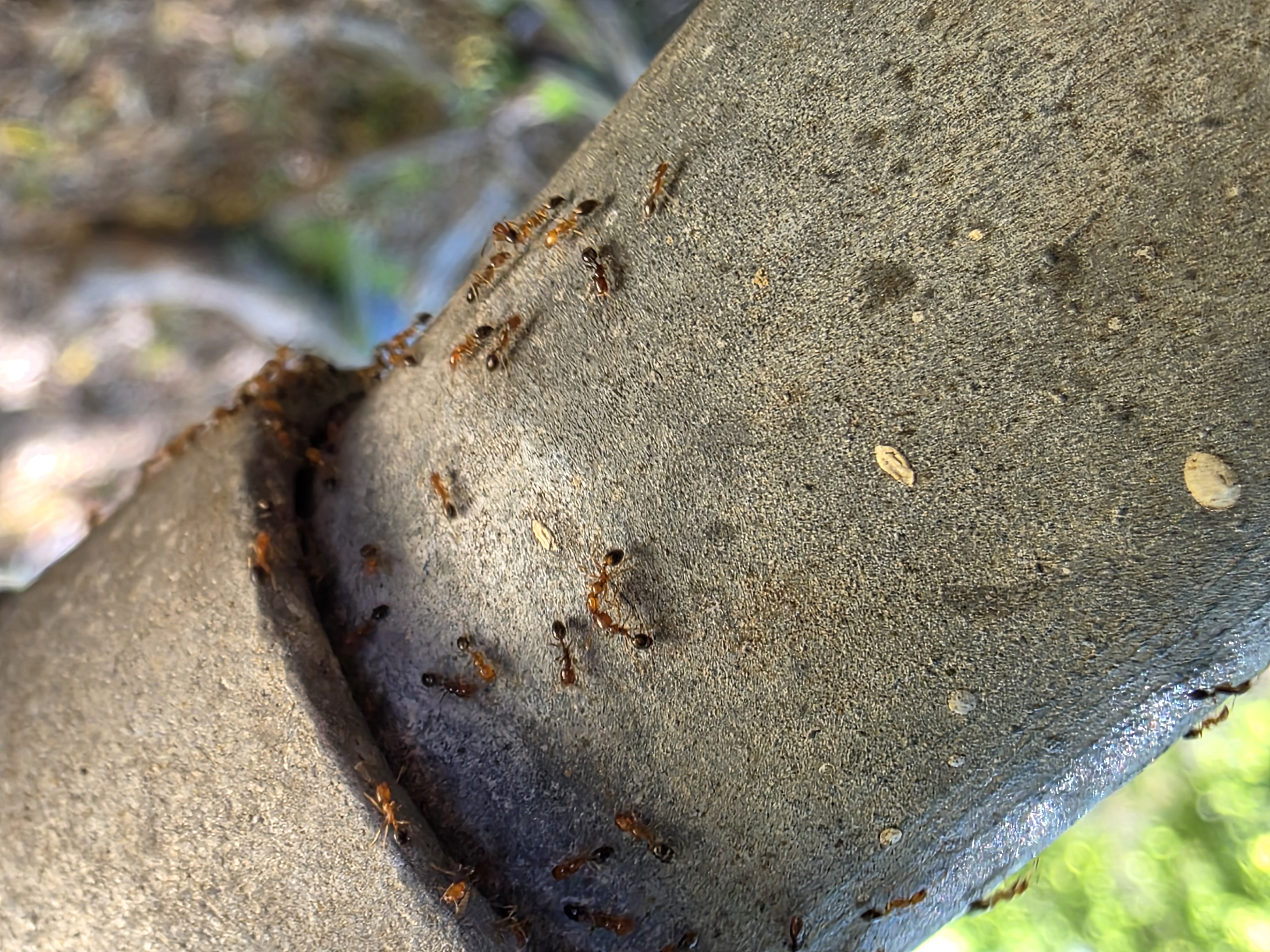 Pro Defense Pest Control Image