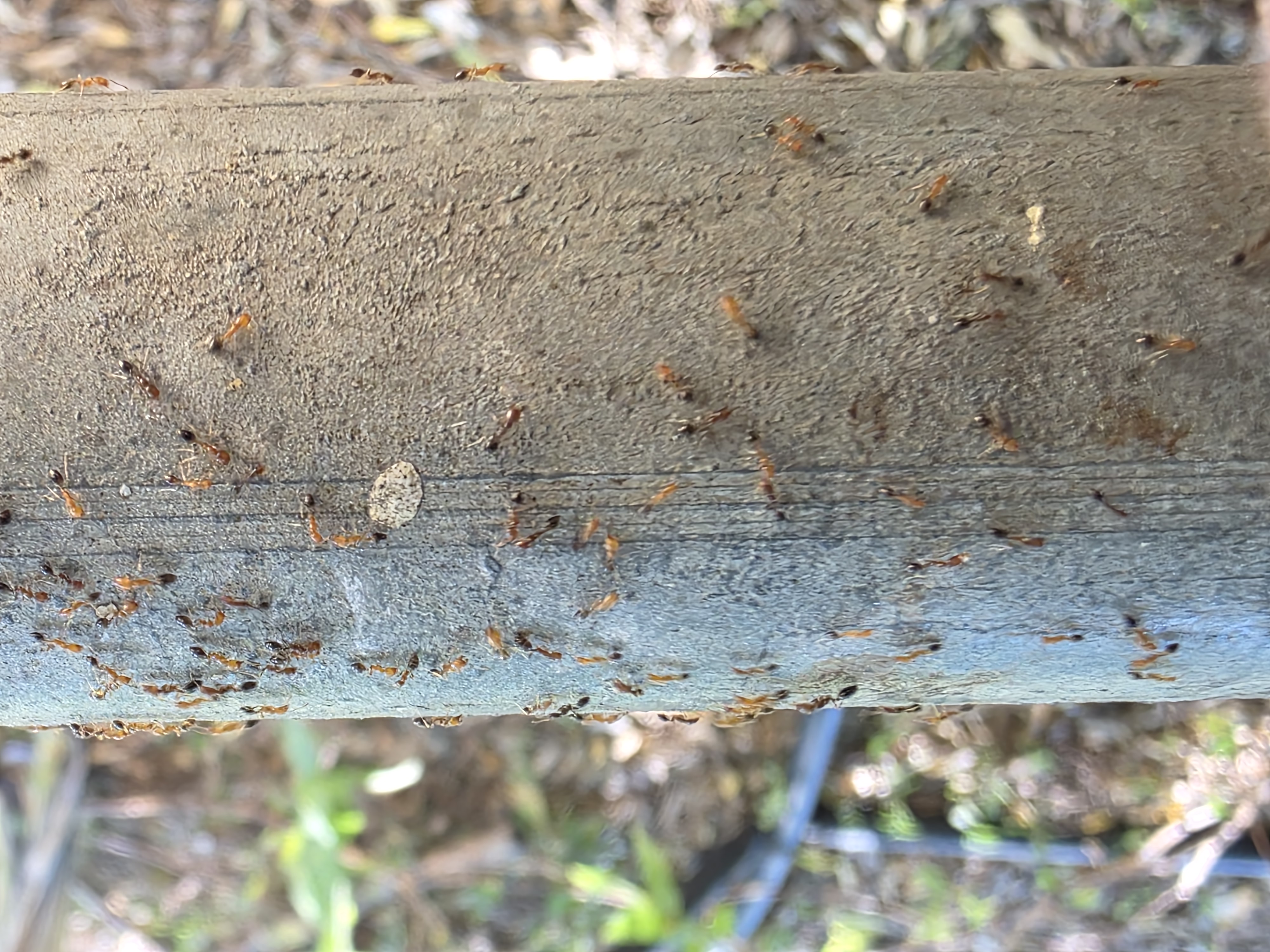 Pro Defense Pest Control Image