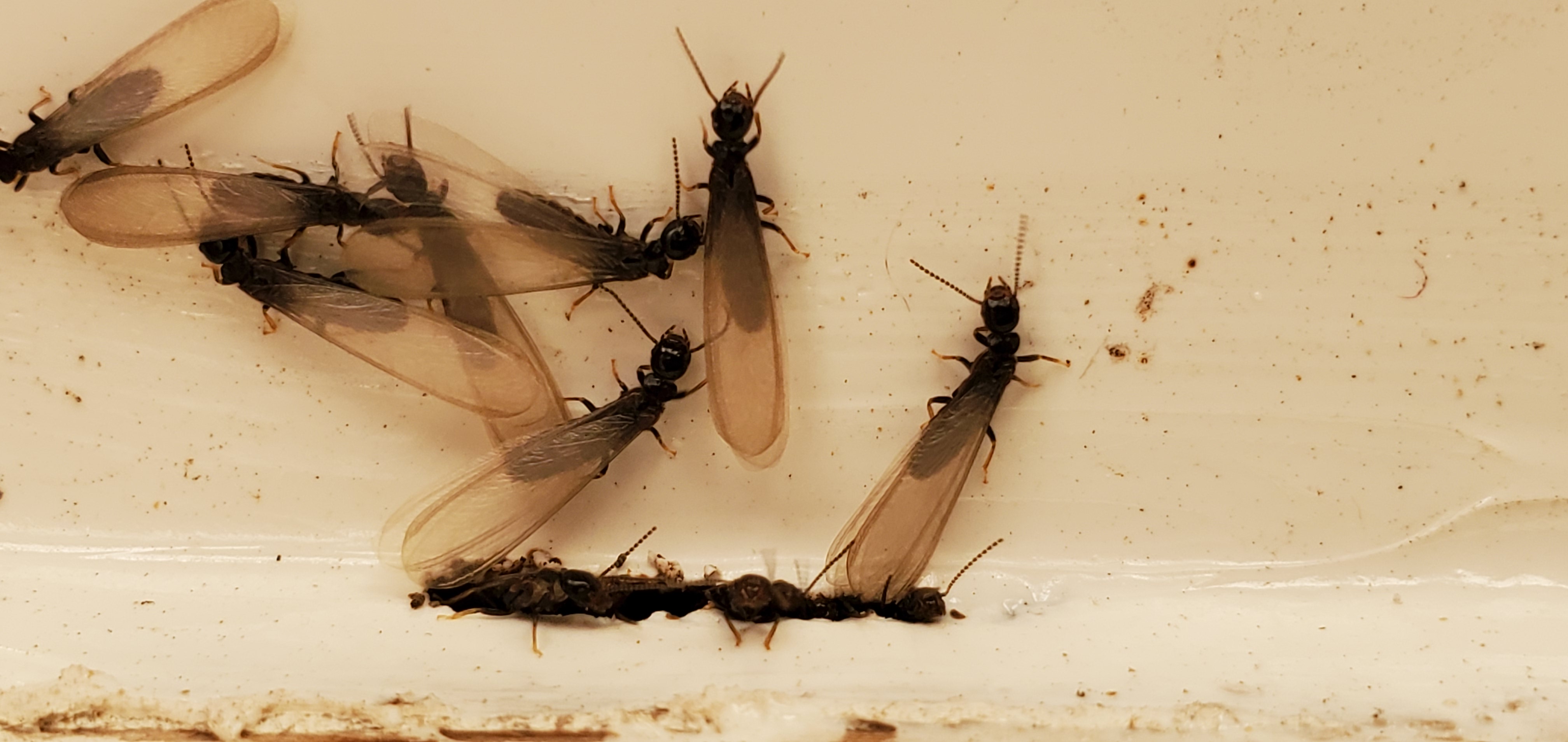 Pro Defense Pest Control Image