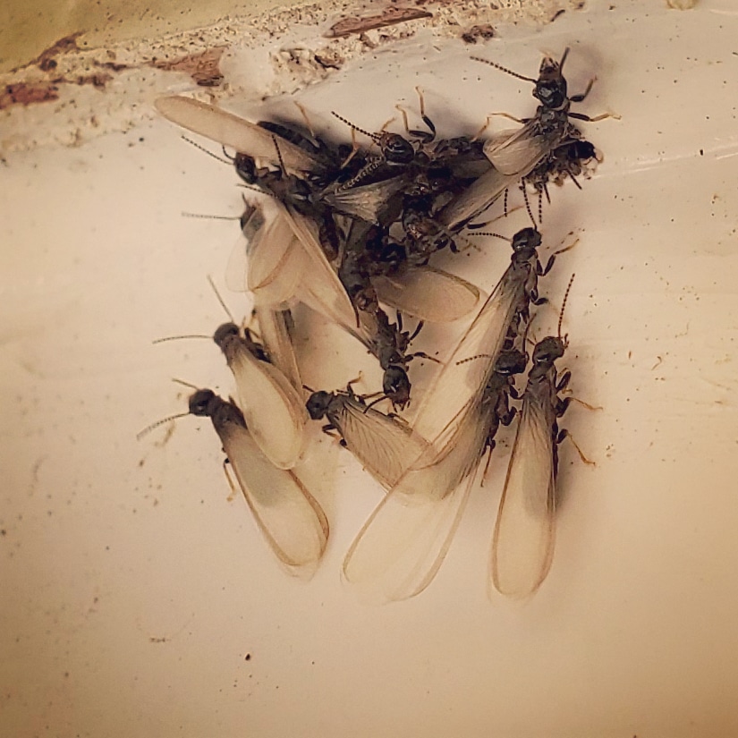 Pro Defense Pest Control Image