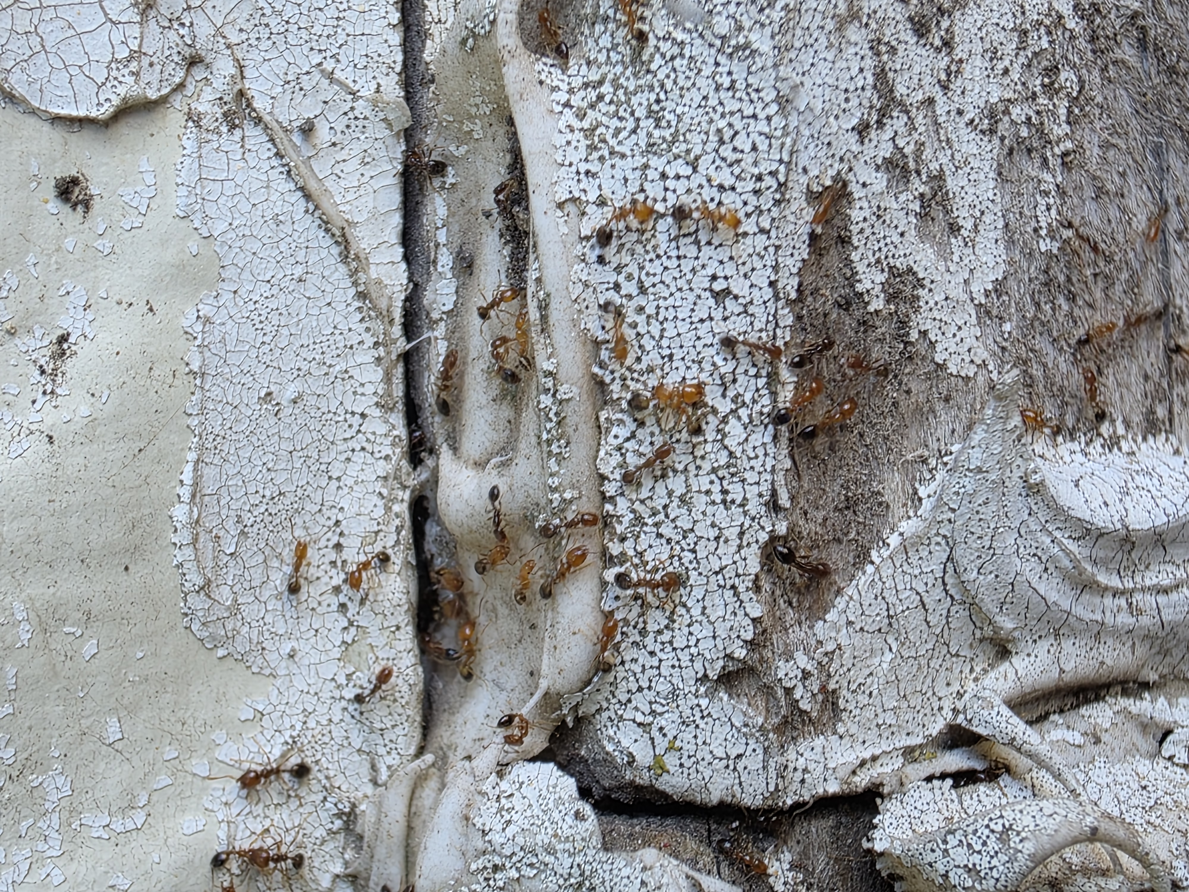 Pro Defense Pest Control Image