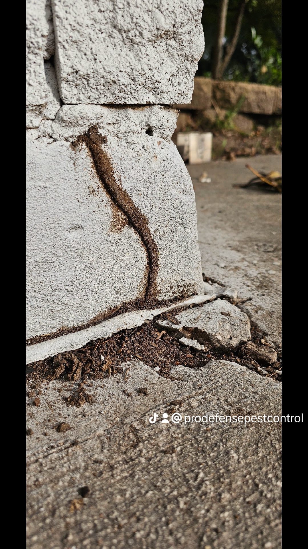 Pro Defense Pest Control Image