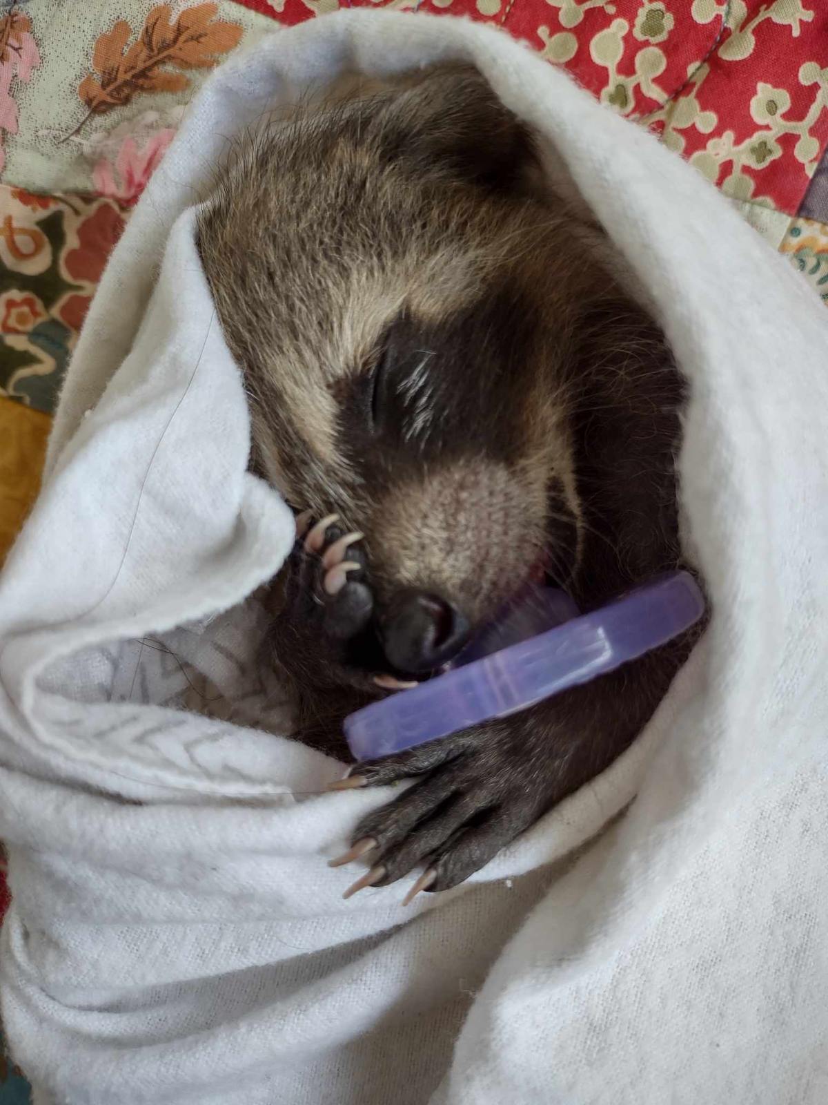 Pro Defense Pest Control Image