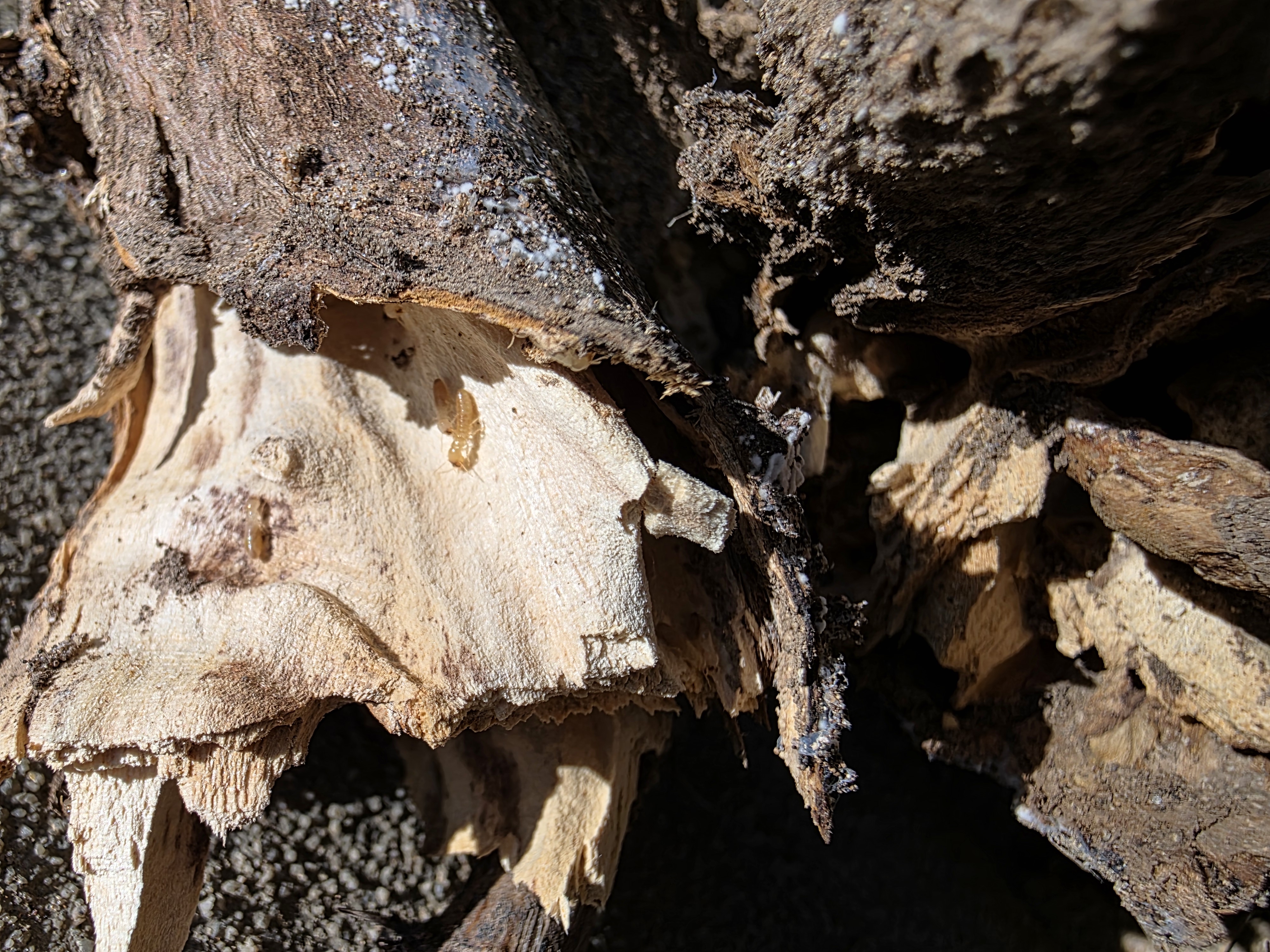 Pro Defense Pest Control Logo