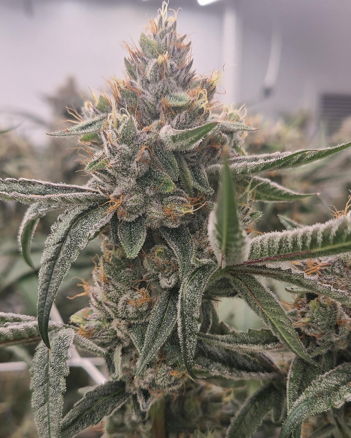 Bountiful Farms Image