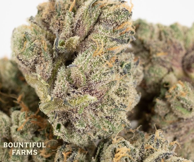 Bountiful Farms Logo