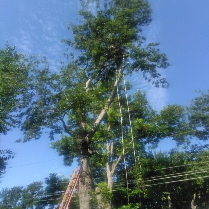 AC Expert Tree Care Image